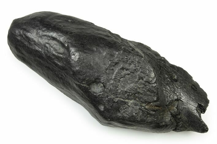 Bargain, Fossil Sperm Whale (Scaldicetus) Tooth - South Carolina #251079